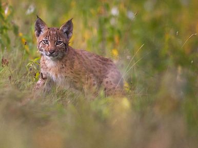 Le lynx boréal, victime du braconnage - Fondation 30 Millions d'Amis