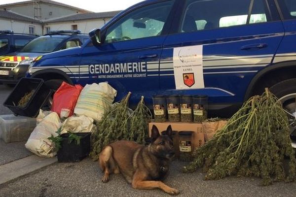 Les gendarmes de l'Hérault ont découvert un dispositif à grand échelle de production d'herbe à Lunel (Est de Montpellier). 