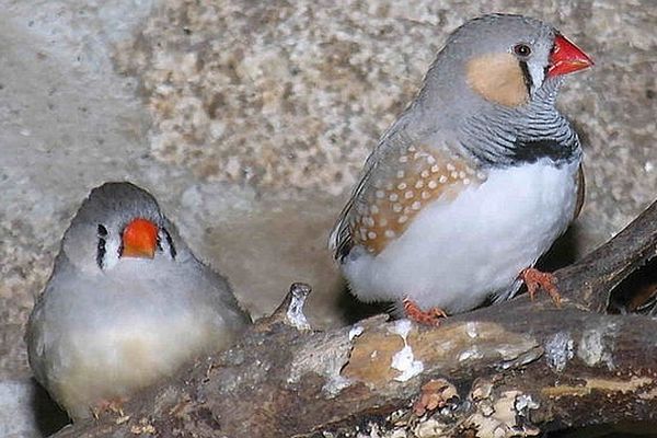 Originaire d'Australie, le Diamant mandarin est un oiseau de compagnie répandu. 