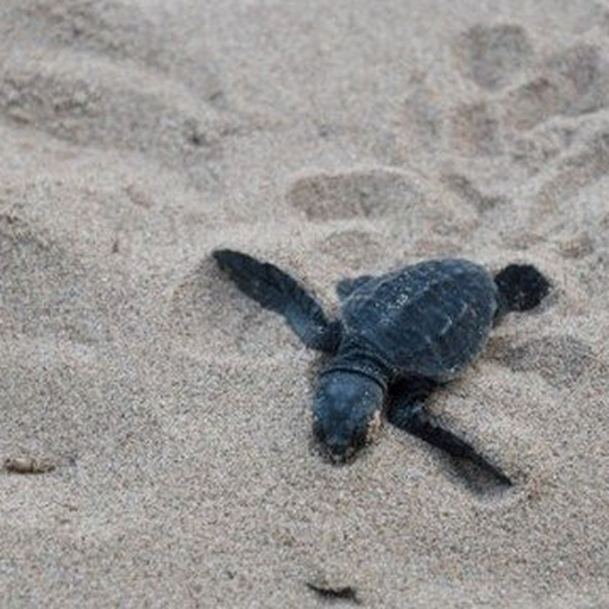 Les Bebes Tortues Ont Rejoint La Mer A Frejus Apres Deux Mois De Suspense