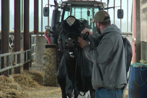 Être une belle Holstein, c’est aussi savoir défiler. Un exercice dont raffole Nacoby.