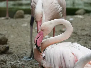 Après plus de 20 ans d'attente, le parc de loisirs de Bellewaerde en Belgique annonce la naissance de leur premier bébé flamant rose, que l'on appelle un poussin.