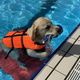 Aquatoutou : une piscine entièrement réservée aux chiens à Freyming-Merlebach en Moselle.