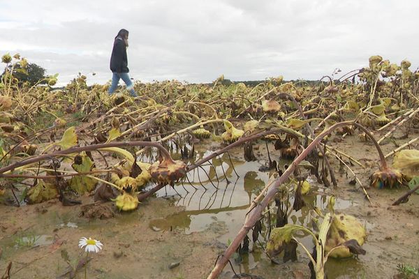 Un champs de tournesol dans l'Indre, impacté par la pluviométrie (08/10/2024)