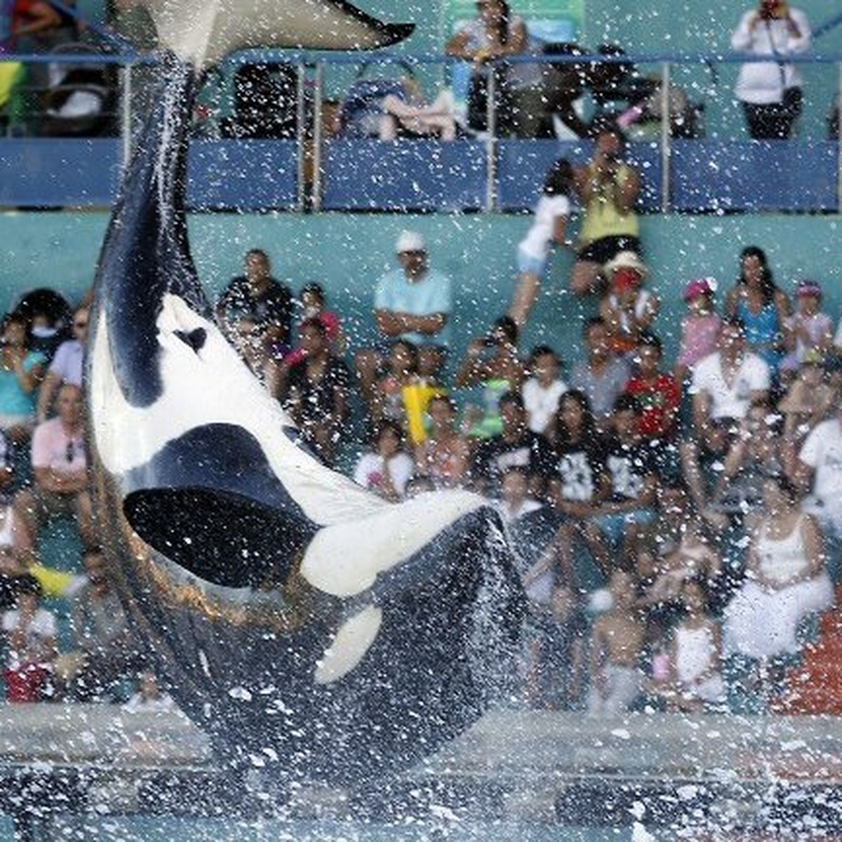 Marineland Face A Une Campagne Sur L Orque Tueuse