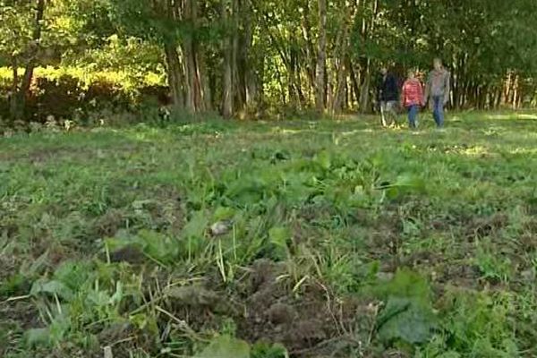 800 mètres de prairie ont été retournés par les sangliers 