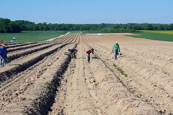 La récolte de l'asperge à Vésigneul-sur-Marne (51) en mars 2019. (Archives)