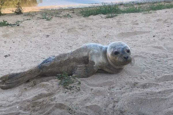 Que Faire Quand Vous Rencontrez Un Jeune Phoque En Difficulte Sur La Plage