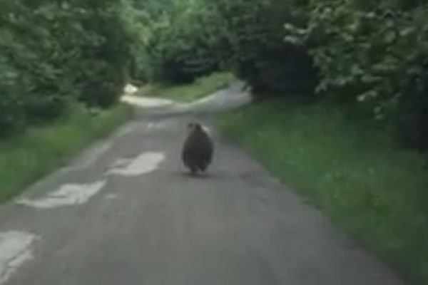 L'ours filmé par un automobiliste sur une route des Pyrénées espagnoles.