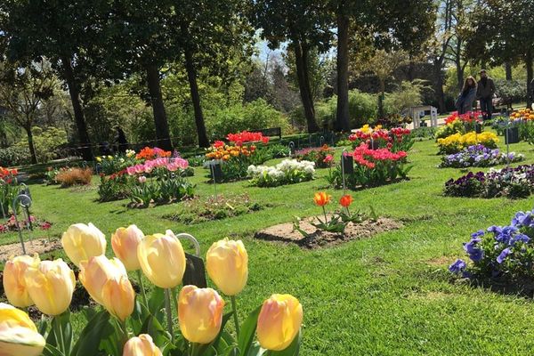 Le Jardin des Plantes de Nantes et son parterre de tulipes et giroflées en pleine floraison.