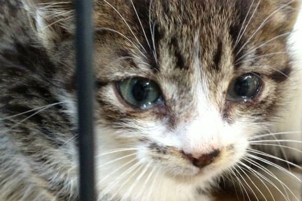 Les animaux maltraités, comme ce chaton, ont été évacués et recueillis par des associations de protection des animaux.