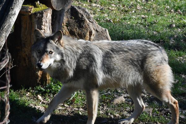 Les loups sont au cœur des débats entre agriculteurs et associations environnementales. (photo d'illustration).