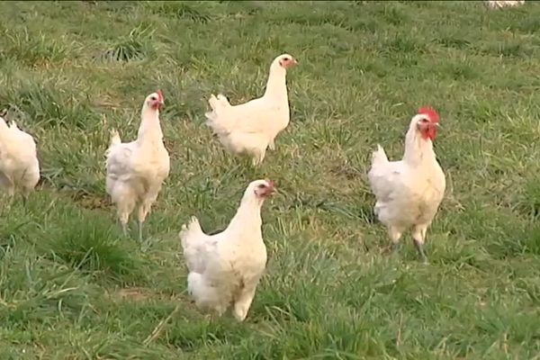 Les poulets de l'Ain sont classés score A. 
Ici des poules élevées dans la Bresse.