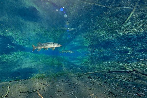 La biodiversité foisonnante de la plaine rhénane