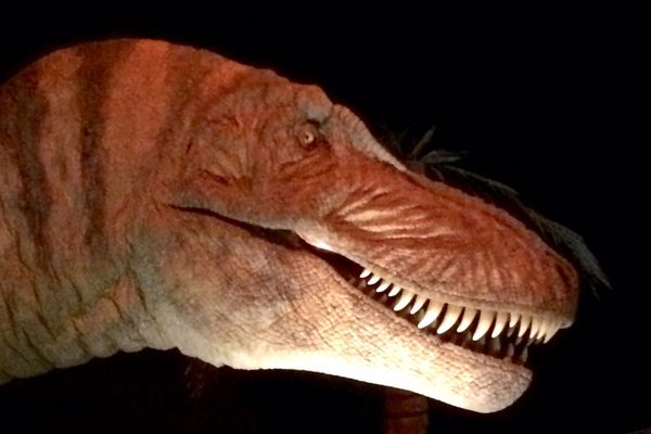 Les grandes dents du féroce Tarbosauru vous accueille au Palais de la découverte à Paris