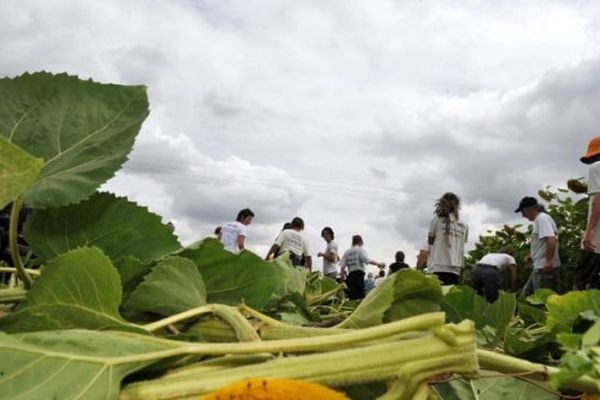 Des faucheurs volontaires marchent sur des pieds de tournesol transgénique arrachés le 24 Juillet 2010 à Sorigny près de Tours. L'une des parcelles était située à Sorigny et l'autre à Saint-Branchs, au sud de Tours