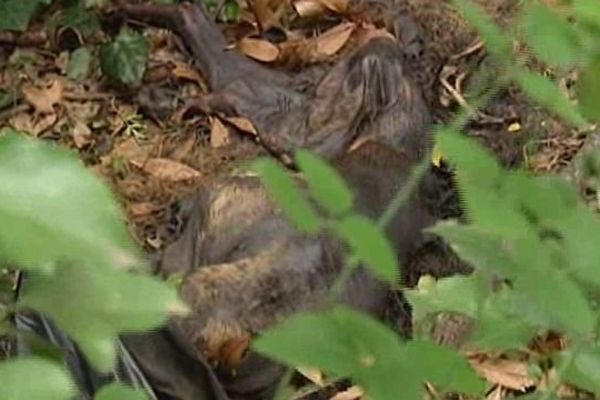 Le Soler (Pyrénées-Orientales) - 7 cadavres de jeunes chiens découverts dans un sous-bois - 11 août 2014.