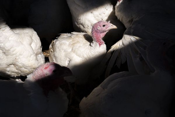 "C'est traumatisant, on ne sort pas indemne de la grippe aviaire" dit cet éleveur finistérien dont les volailles contaminées par le virus ont été abattues en novembre 2022