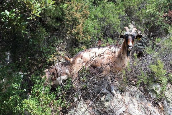 Illustration : sur le chemin de Nonza à Olmeta di Capi Corsu, un troupeau de chèvres rejoint sa bergerie... 