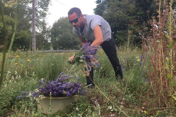 Bertrand Rosey en train de cueillir de l'hysope dans son champ de plantes aromatiques. 