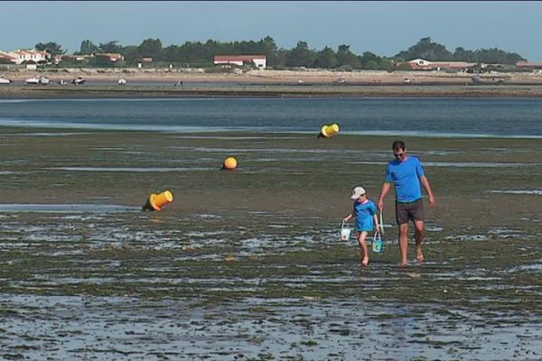 Ile De Re De Bien Encombrantes Algues Vertes A La Flotte