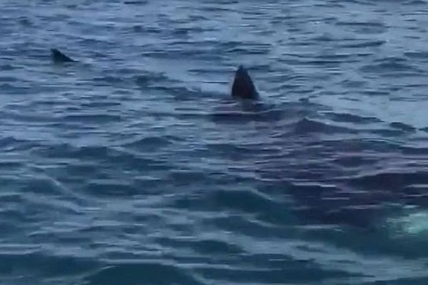 Au large entre Palavas et Frontignan (Hérault) - un requin pèlerin de 7m de long - 26 mars 2016.