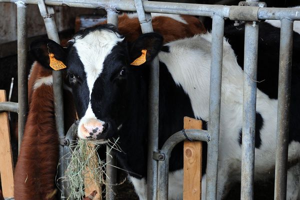 Illustration d'un élevage de vaches dans le département de la Loire