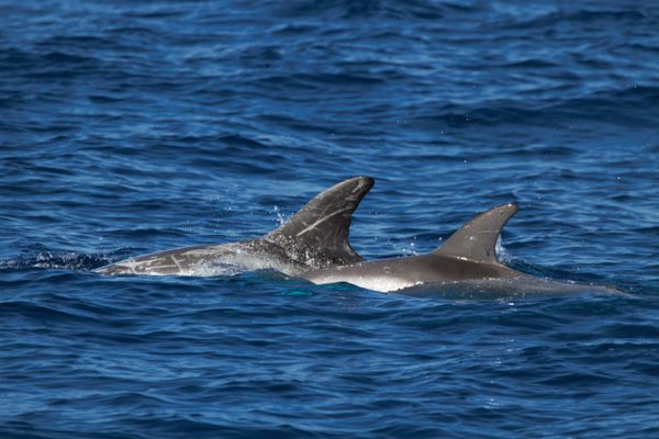 Des dauphins de Risso ont été aperçus en Corse.