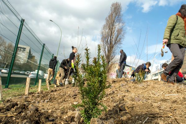 1200 arbres ont été plantés le long du Boulevard Peripherique grâce au projet Plus de nature en ville, laureat du budget participatif 2016.