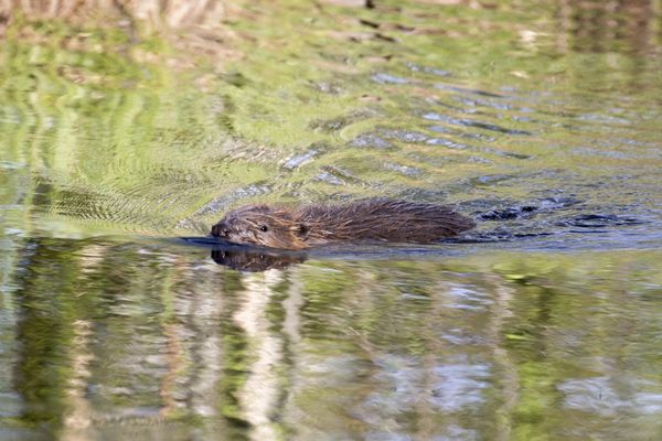 Un castor d'Eurasie nageant