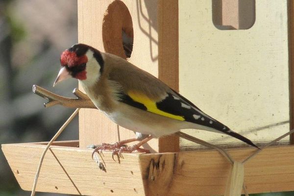 Un chardonneret dans un jardin de l'Hérault - mars 2020