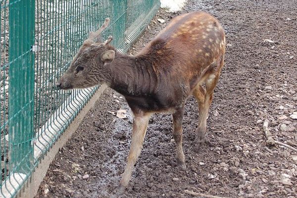 Au parc du Reynou, près de Limoges on peut voir une des espèces les plus menacées au monde: le cerf du Prince Alfred