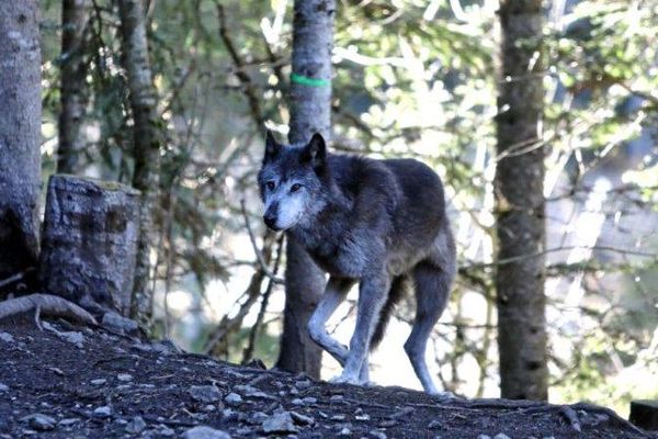 Les attaques de loups se multiplient et les éleveurs sont inquiets, une fédération nationale du pastoralisme va être créée ce dimanche conter le loup