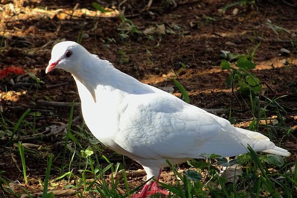 Une colombe, l'oiseau dont Coulommiers en Seine-et-Marne tire son nom