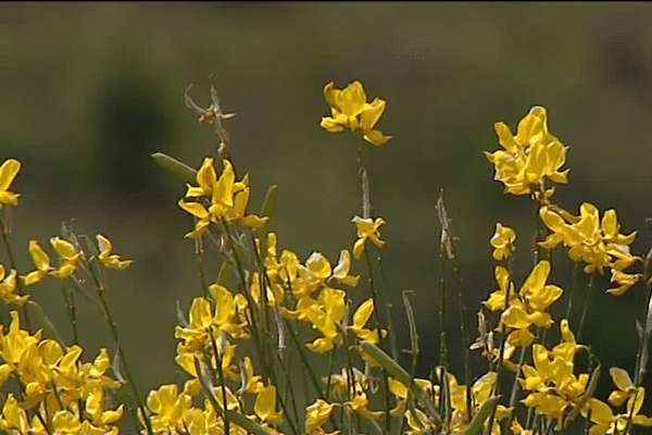 Les genêts fleuris près de Villeneuve-de-Berg