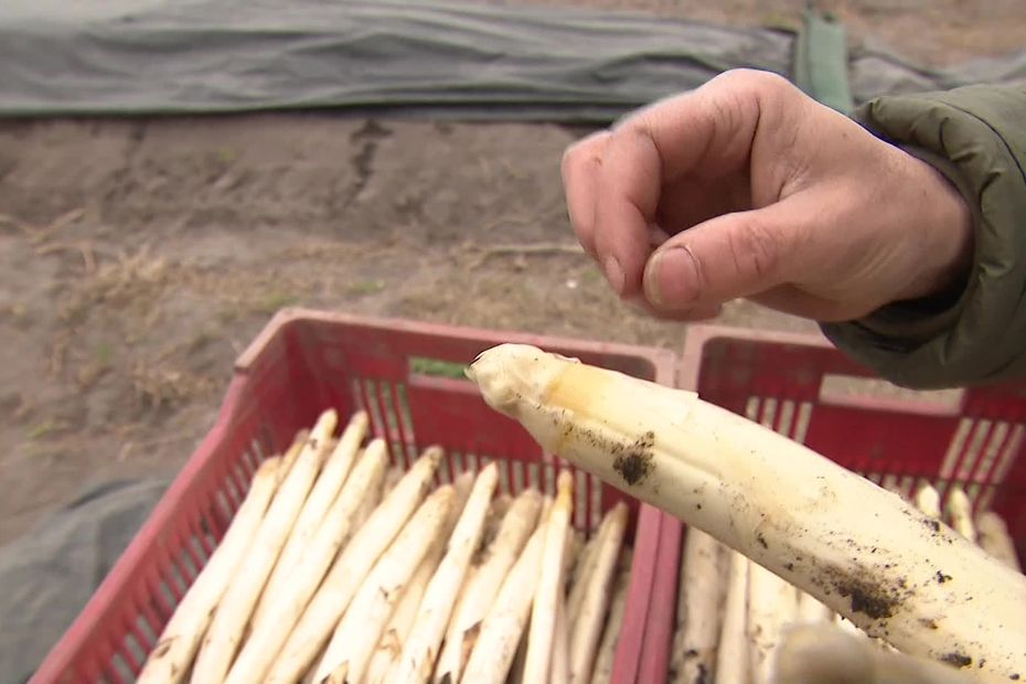 damage to asparagus crops in Blayais