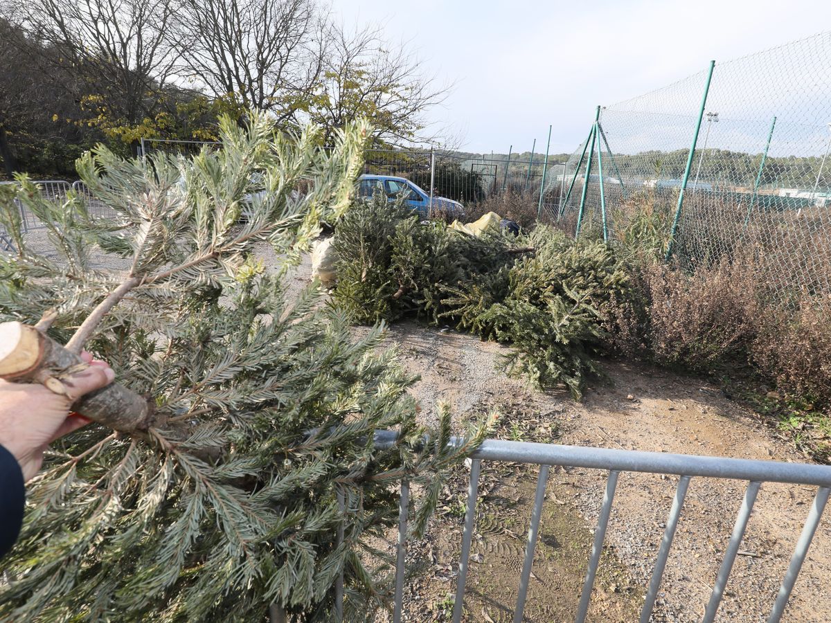 Le choix épineux du sapin de Noël - Orléans (45000)