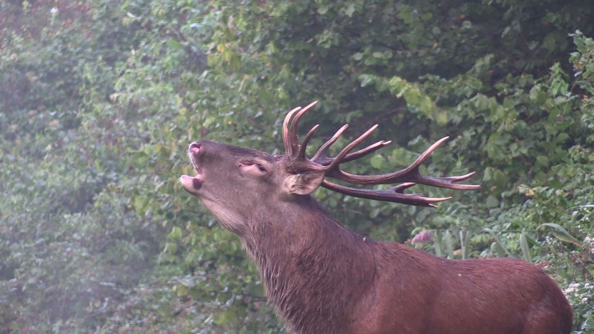 Celebre Cerf De La Foret De Laigue Dans L Oise Black A Ete Abattu Lors D Une Chasse A Courre