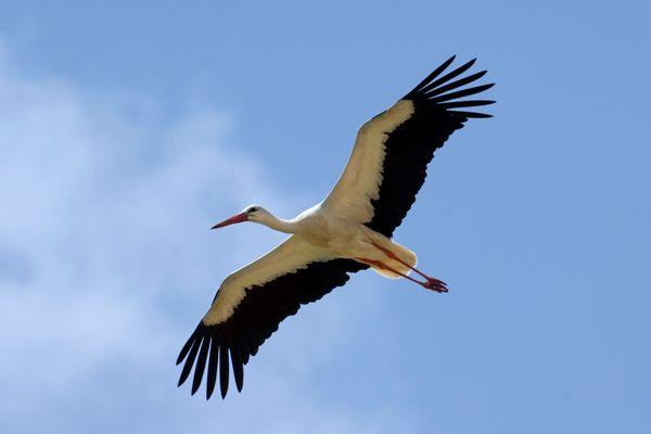 Une cigogne blanche