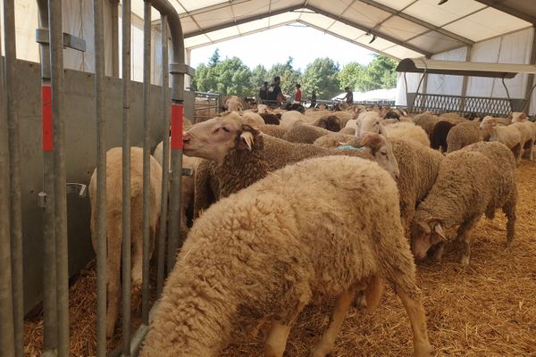 1 000 animaux sont abattus chaque jour dans cet abattoir de Seine-Saint-Denis. 