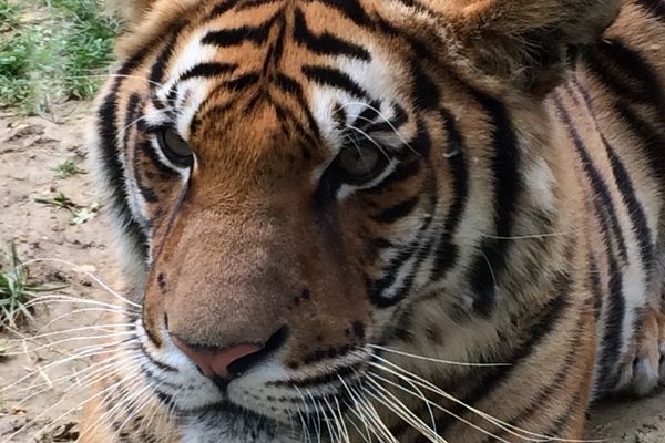 Venghai, 1 an à peine, a été recueilli par le parc de l'Auxois en avril 2017, aujourd'hui il est parfaitement adapté 