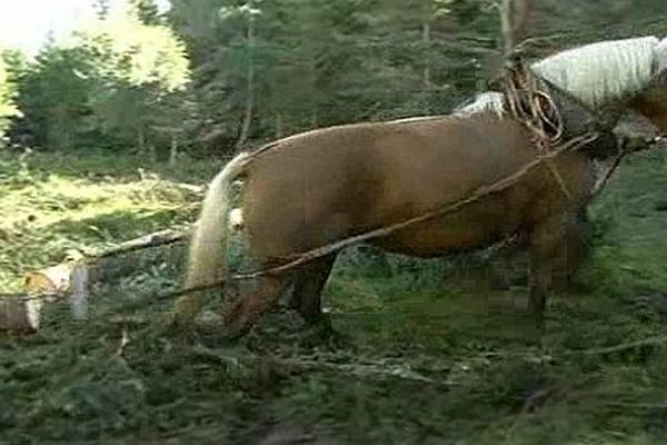 Plateau du Roi (Lozère) - Débardage à cheval dans les forêts et tourbières - août 2013.