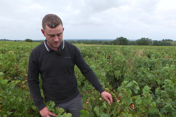 A l'approche des vendanges, les démarches administratives se multiplient : dossiers d'embauche des saisonniers, traçabilité des récoltes... Autant de données à transmettre qui alourdissent le travail des agriculteurs.