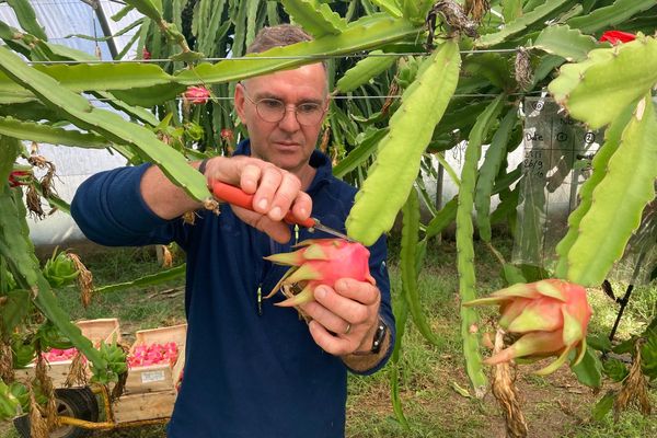 Jean-Marc Vazzotti a décidé de planter du Pitaya en 2020 dans le Var, il fait sa première récolte ce mois d'octobre 2024