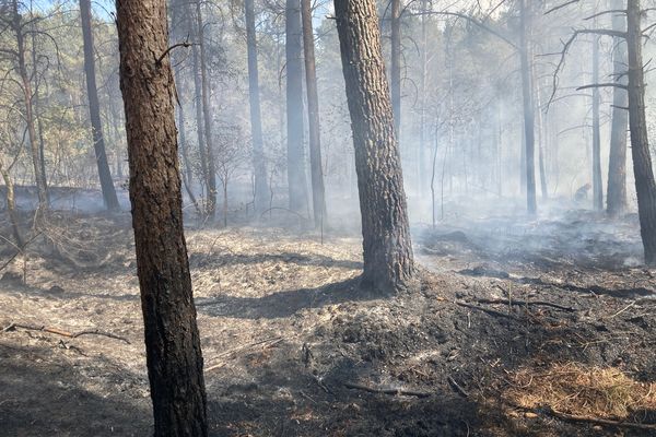 Le feu a couvé dans la forêt pendant des heures