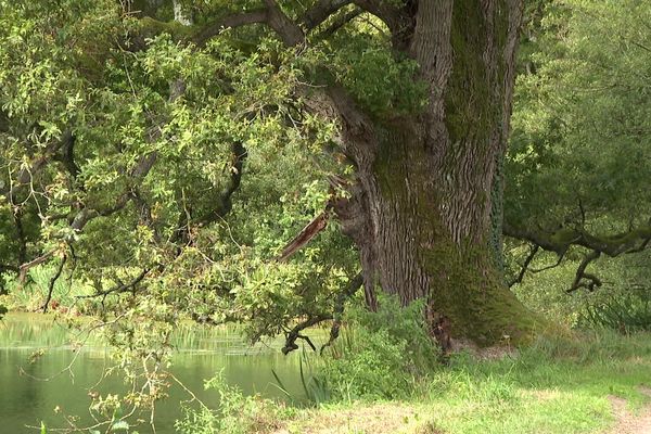 Le butin estimé des voleurs de miel avoisine la centaine d'euros. Un montant ridicule comparé aux dégâts causés sur la colonie d'abeilles installée dans cet arbre remarquable.