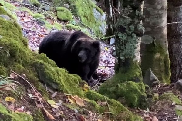 L'ours Néré filmé dans les Pyrénées