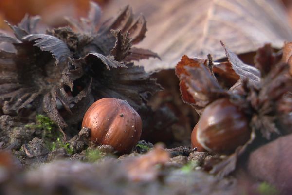 Trop de pluie, trop d'humidité : le seul producteur de noisettes dans l'Aveyron va devoir jeter 40% de sa récolte 2024.