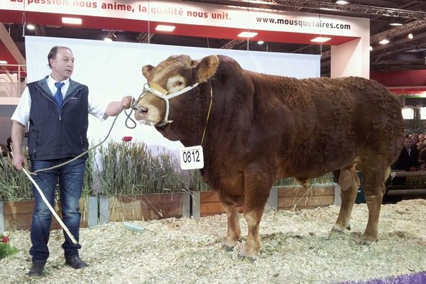 CGA : le prix du meilleur taureau et le premier prix toutes catégories a été décerné à Disney du GAEC Pimpin, jeudi 28 février 2013