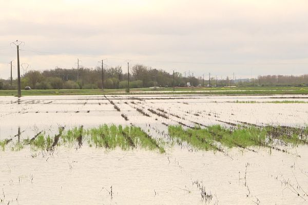 À Saint-Louis-de-Montferrand, les champs en bord de Garonne sont complètement inondés, et pour l'instant inexploitables.